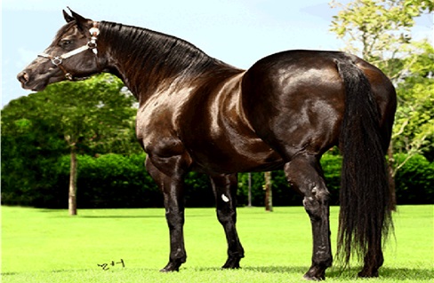 Vaquejada em 2023  Fotos de cavalos, Égua quarto de milha, Imagens de  vaqueiro